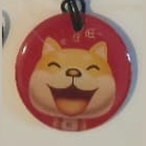 Shiba Inu